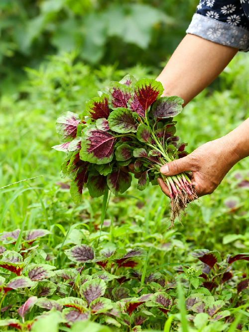 生成秋分实景图 (1)