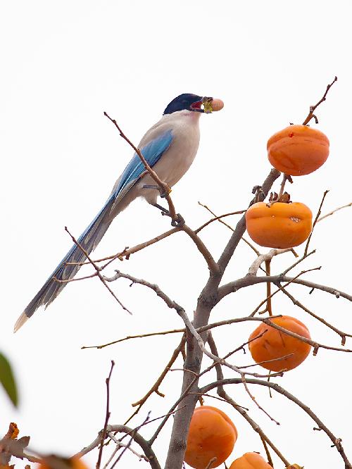 根据描述生成图片