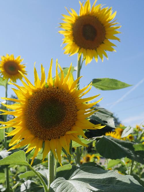 9c009de19e8a10f0b5208f6253450c01