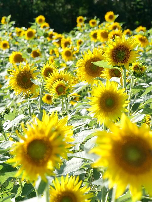 9c009de19e8a10f0b5208f6253450c01